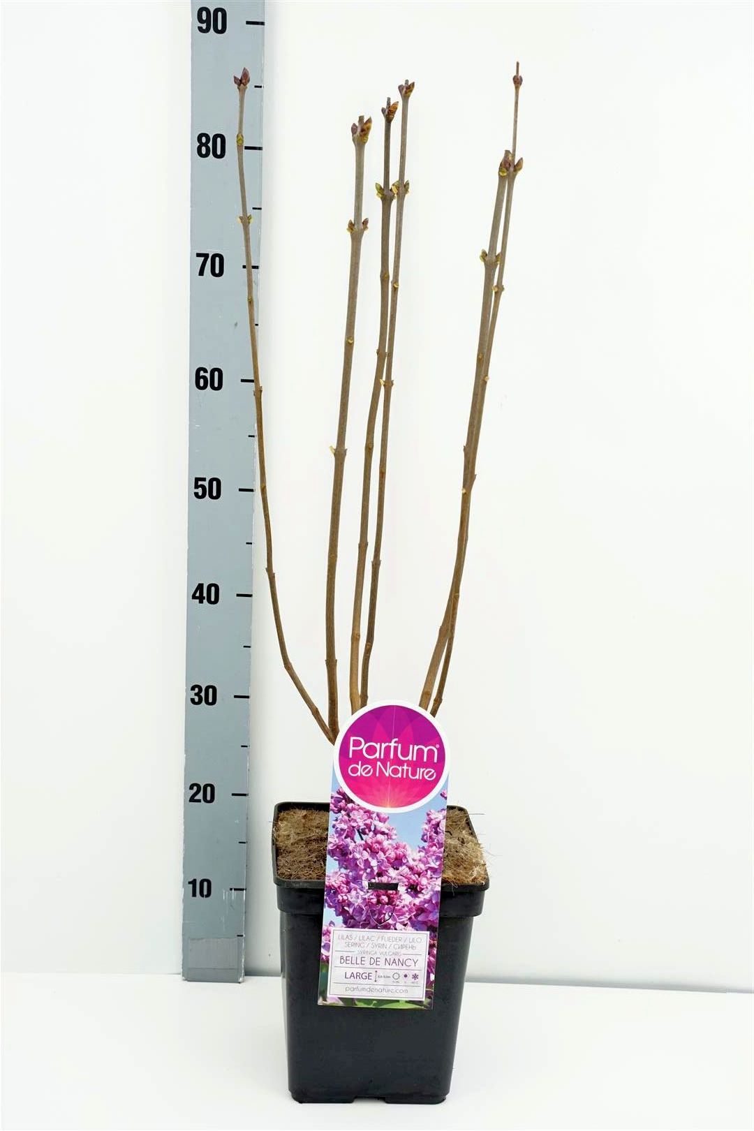 Syringa vulgaris &