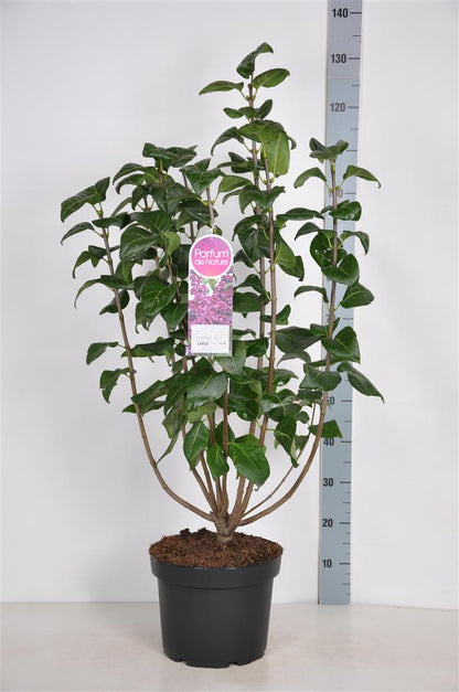 Syringa vulgaris &