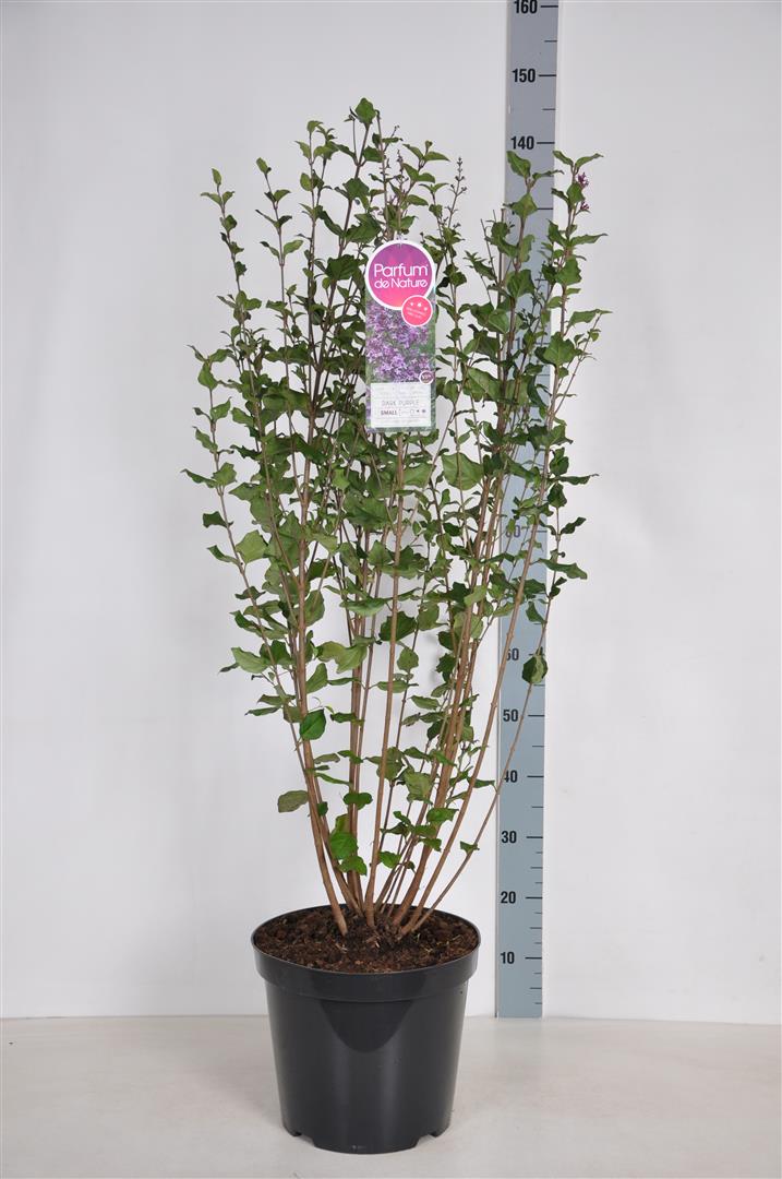Syringa vulgaris &