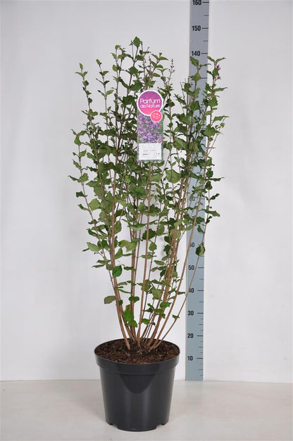 Syringa vulgaris &