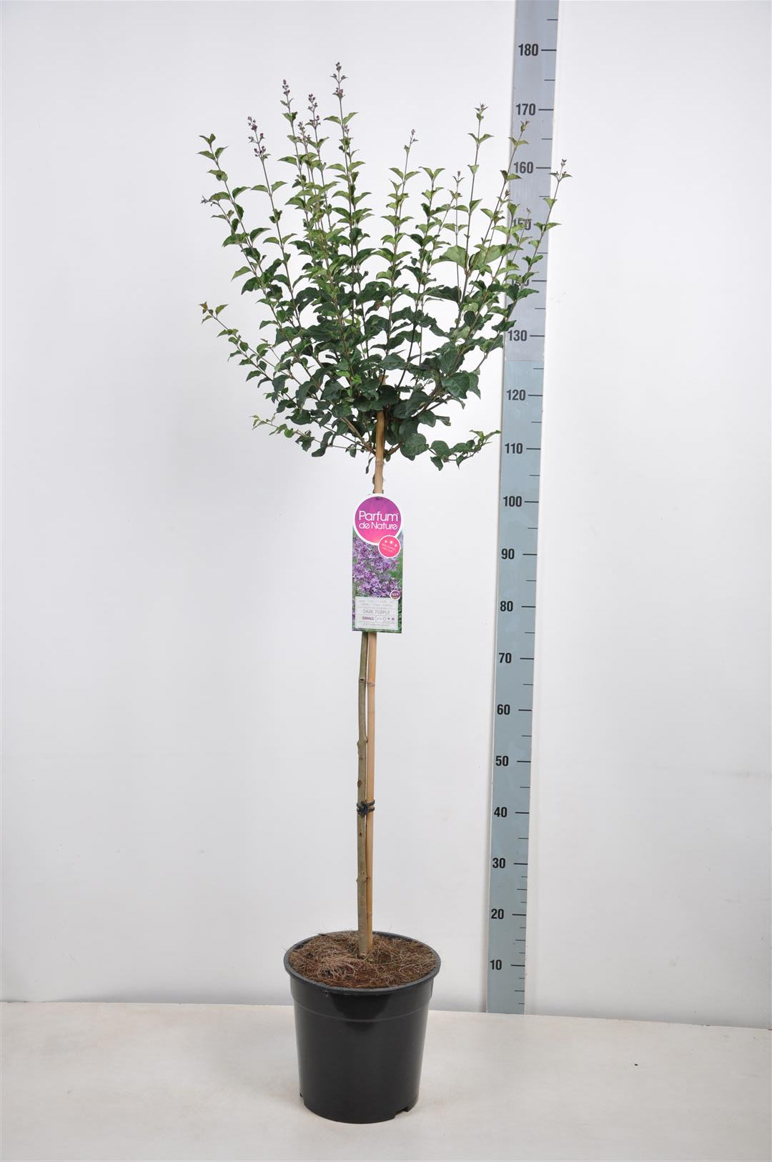 Syringa vulgaris &