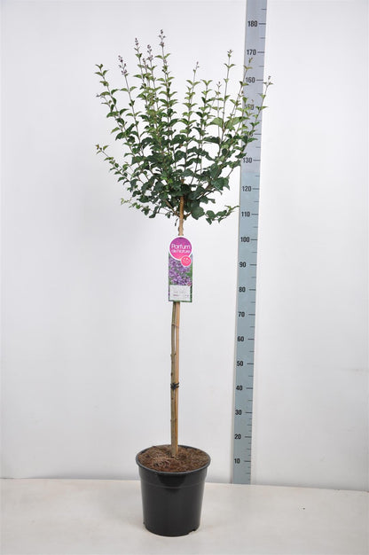Syringa vulgaris &