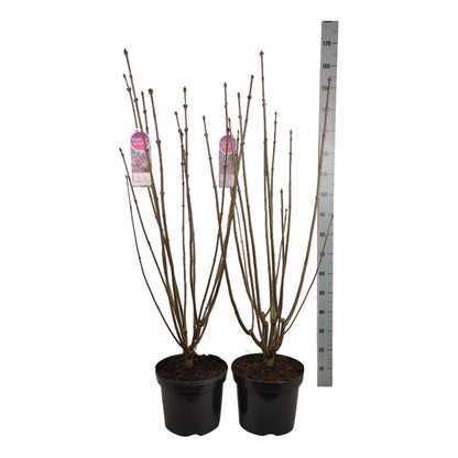 Syringa vilosae i sorter C15 (15 liters kruka) 70-80 cm