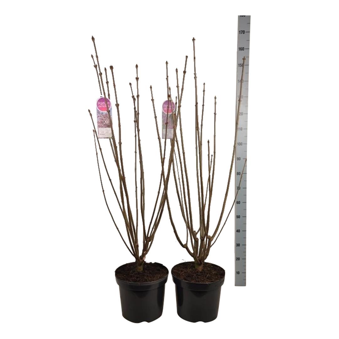 Syringa vilosae in cultivars C15 (15 liters kruka) 70-80 cm