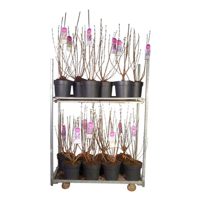 Syringa vulgaris i sorter C10 (10 liters kruka) 70-90 cm