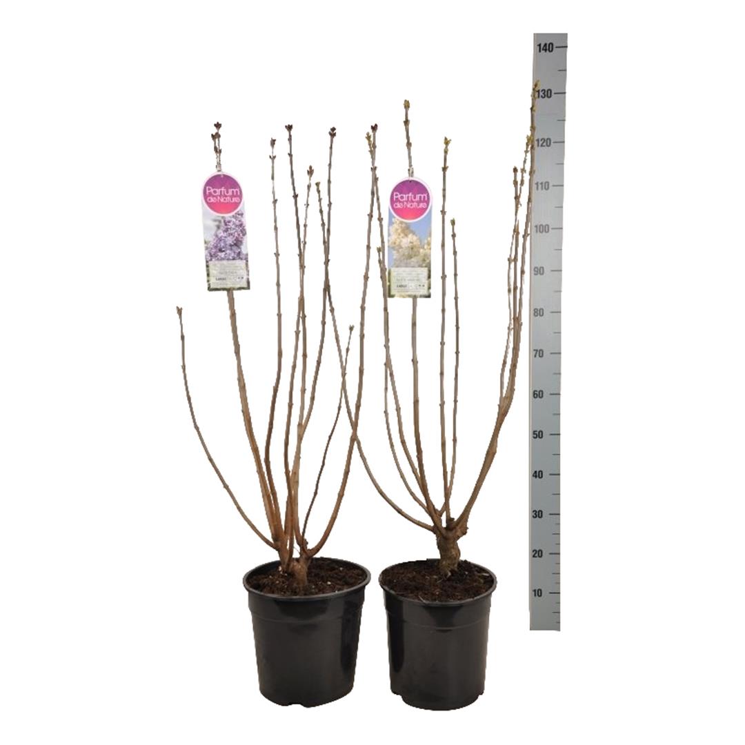Syringa vulgaris i namnsorter C10 (10 liters kruka) 80-100 cm
