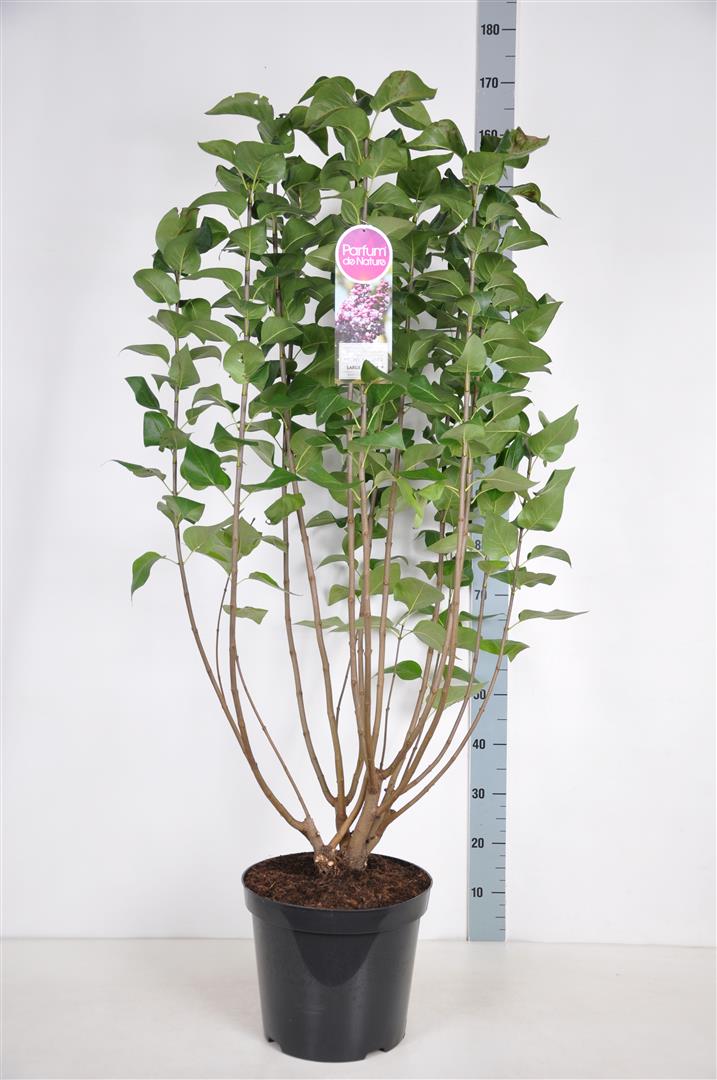 Syringa vulgaris &
