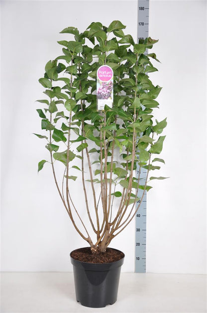 Syringa vulgaris &