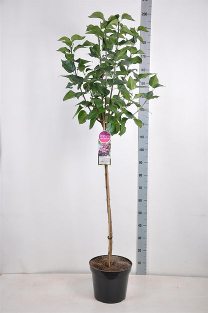 Syringa vulgaris &