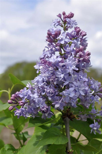 Syringa vulgaris &