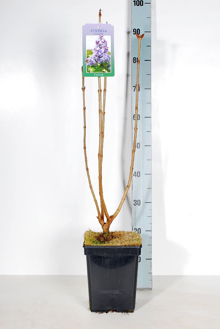 Syringa vulgaris &