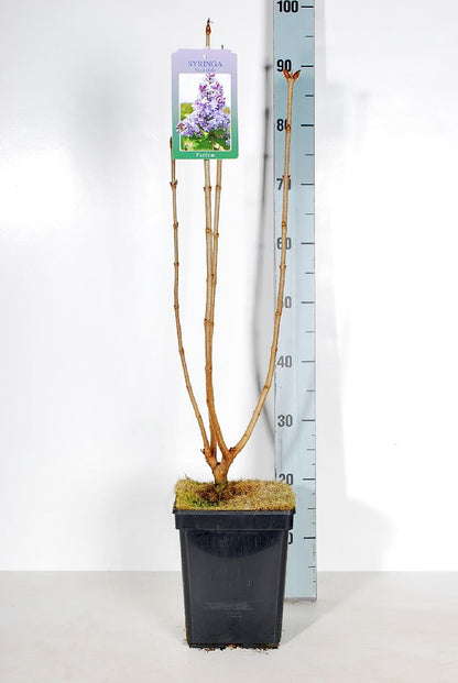 Syringa vulgaris &