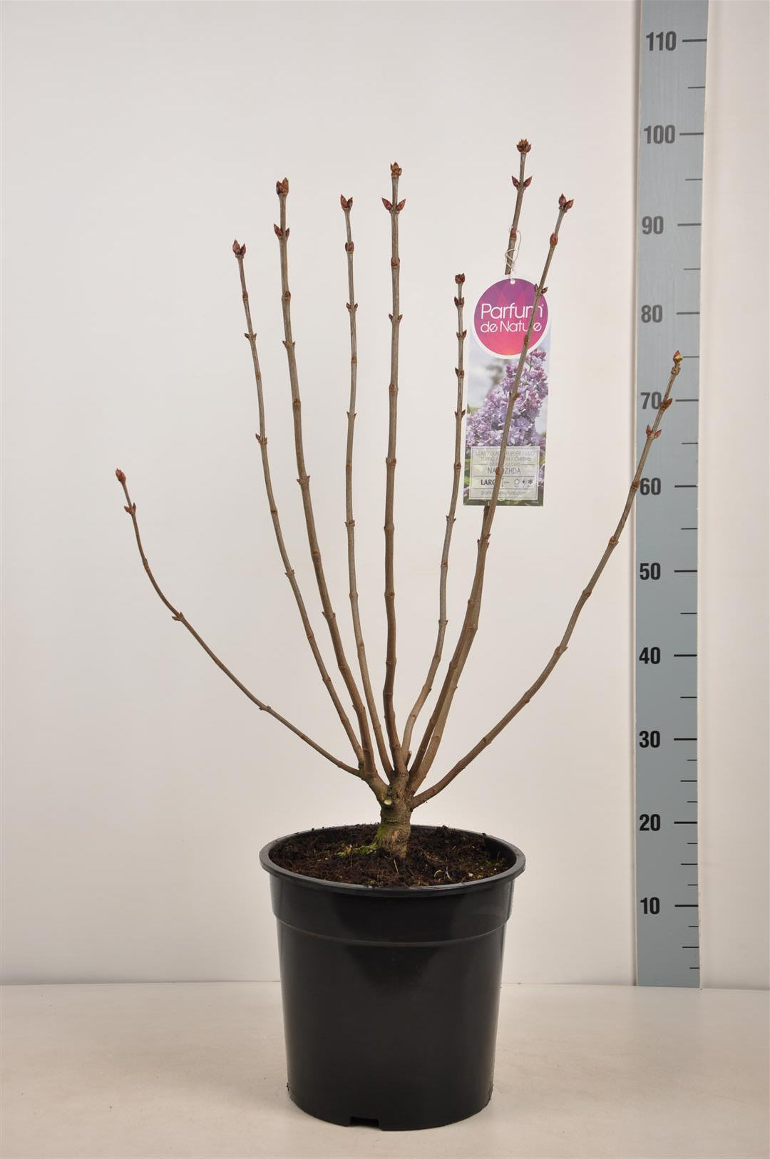 Syringa vulgaris &