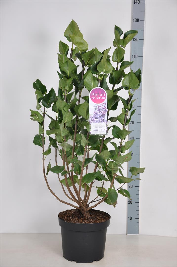 Syringa vulgaris &