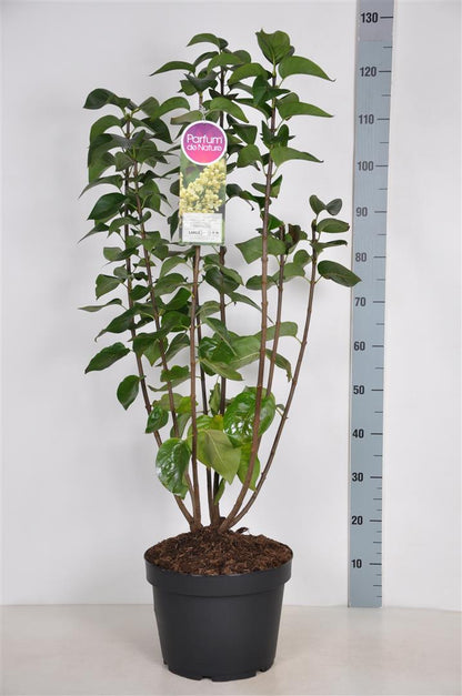 Syringa vulgaris &