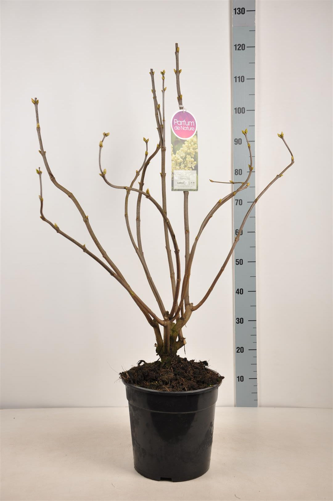 Syringa v. &