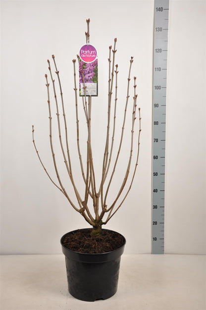 Syringa v. &
