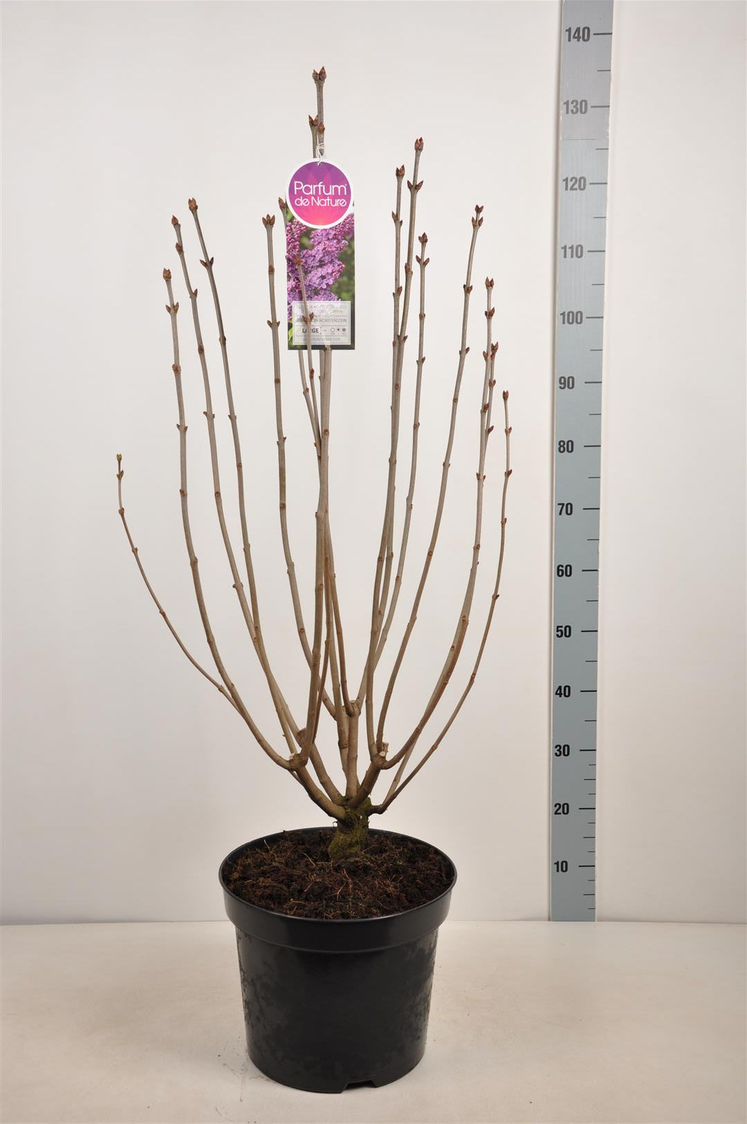 Syringa v. &