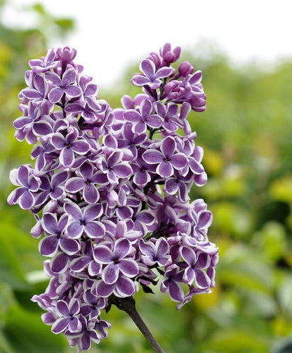 Syringa vulgaris &