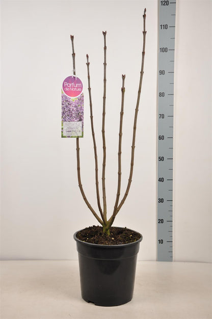 Syringa v. &
