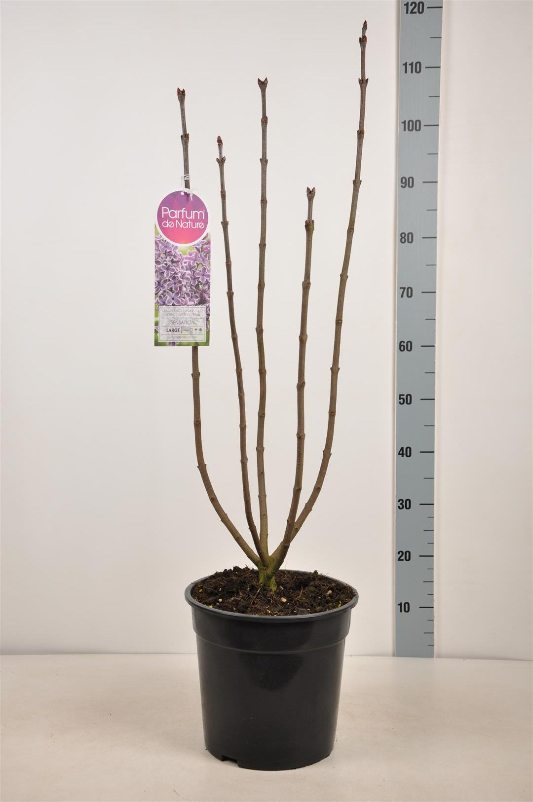 Syringa v. &