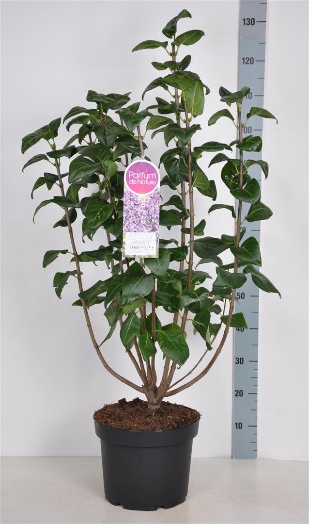 Syringa v. &