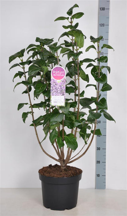 Syringa vulgaris &