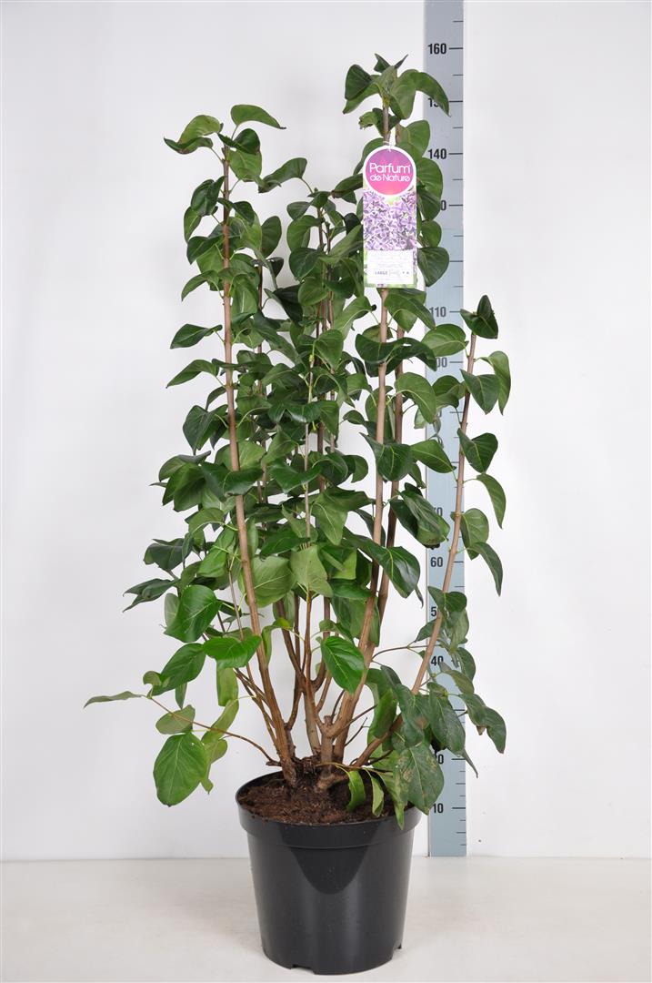 Syringa v. &