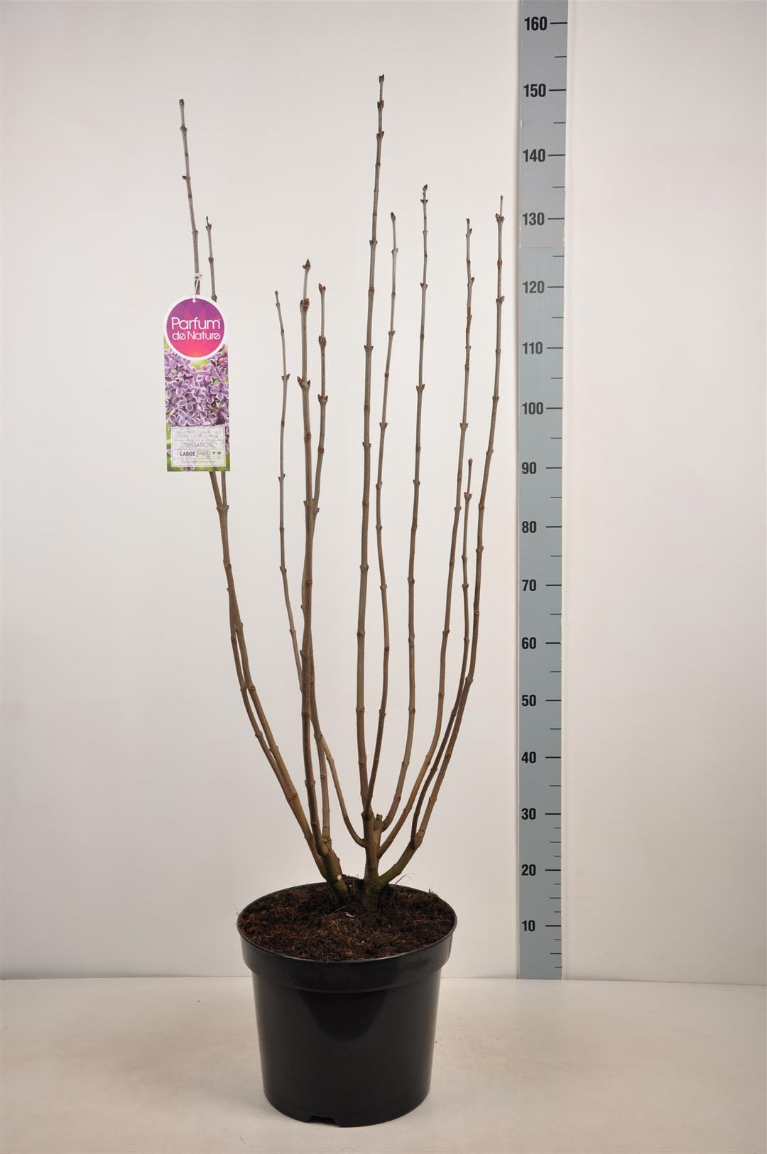Syringa v. &