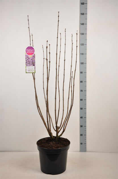 Syringa v. &