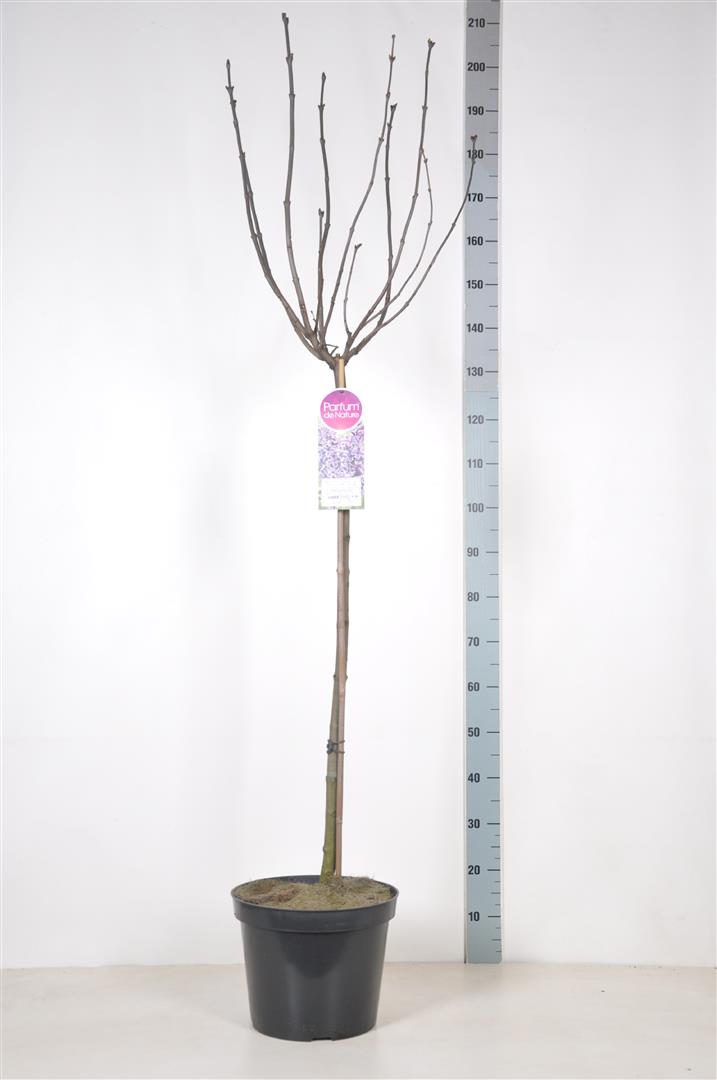 Syringa vulgaris &