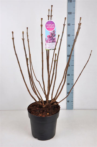 Syringa vulgaris &
