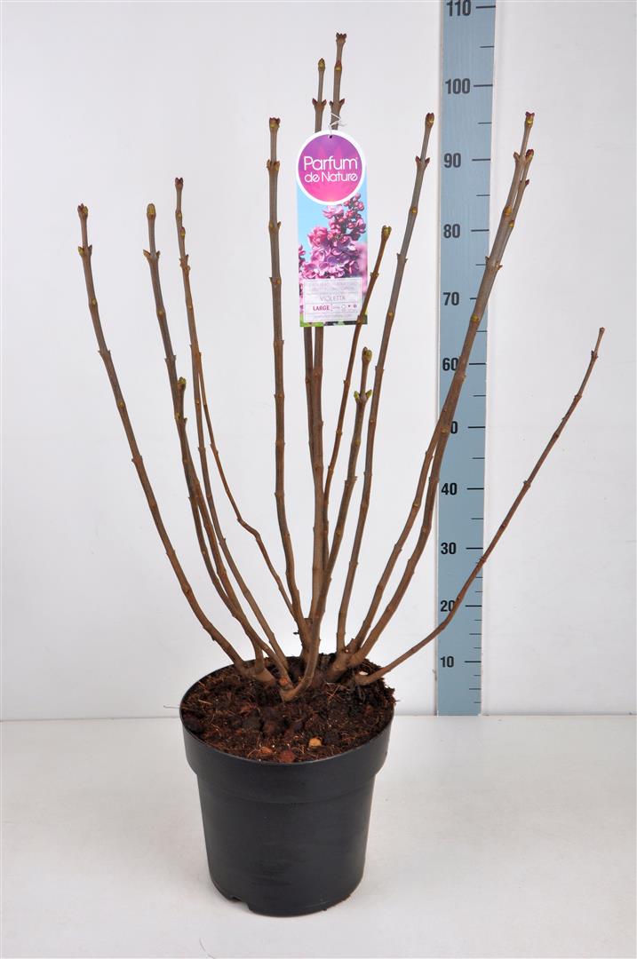 Syringa v. &