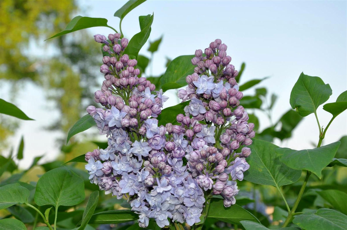 Syringa vulgaris &