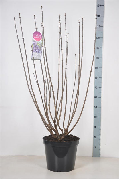 Syringa vulgaris &