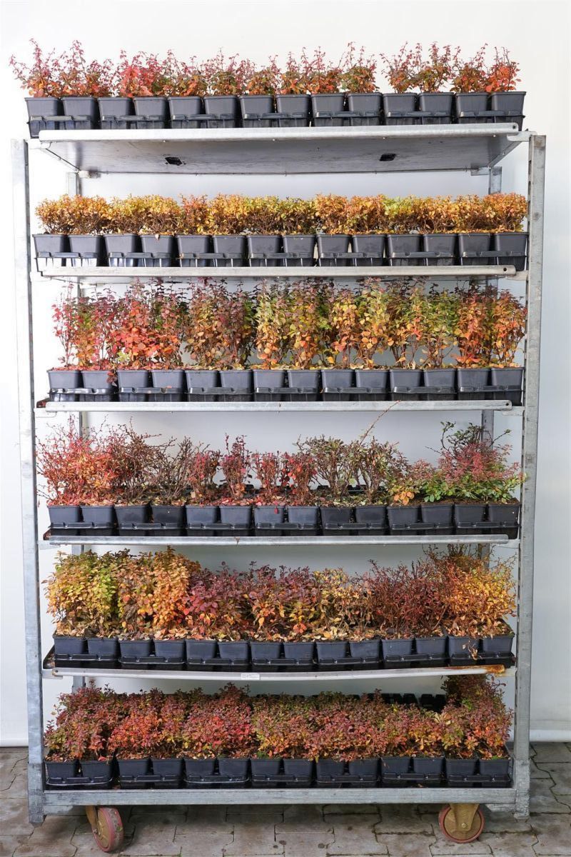 Berberis i sorter P9 unga plantor