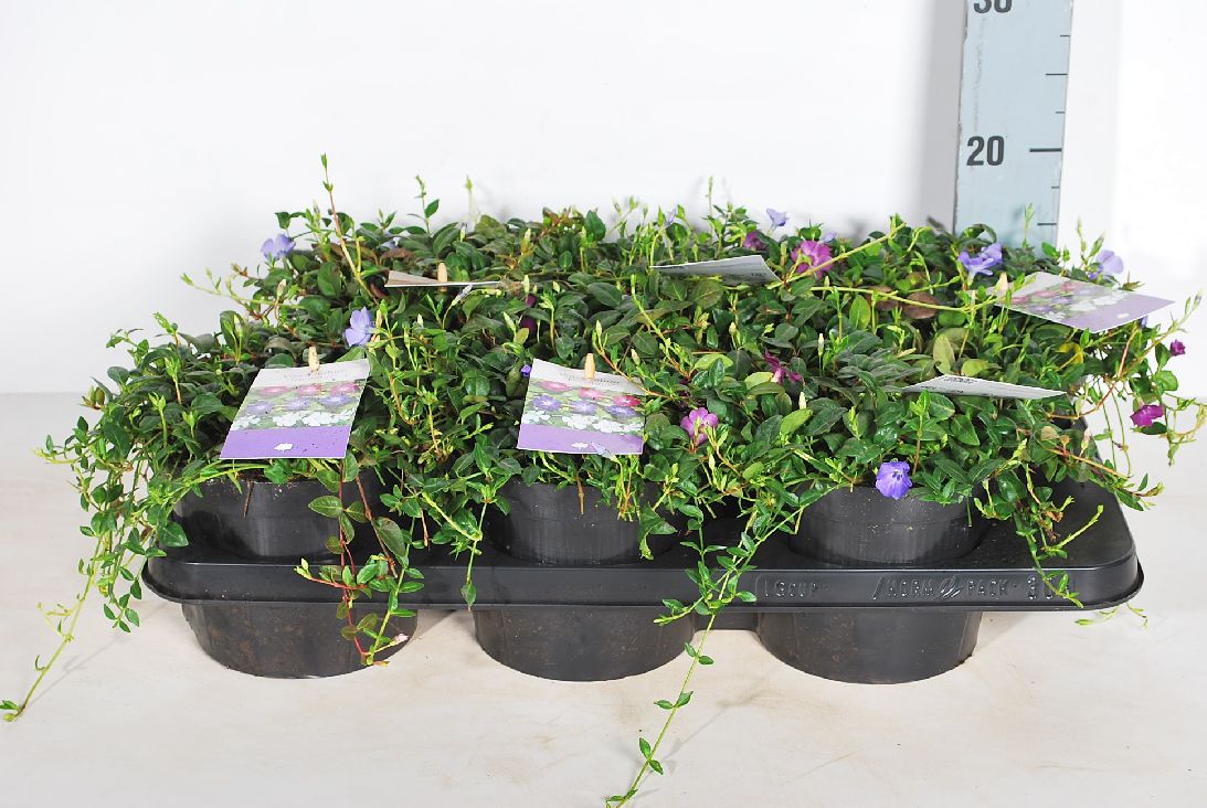 Vinca i sorter MIX CC