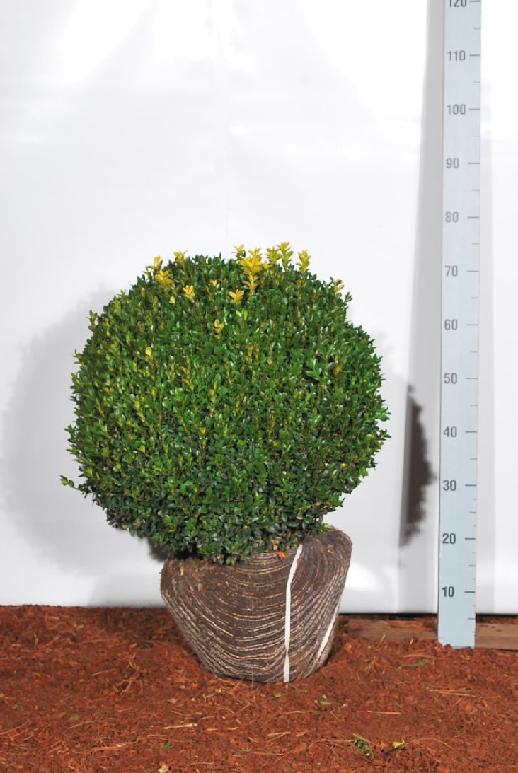 Buxus sempervirens klot 50 cm med rotklump