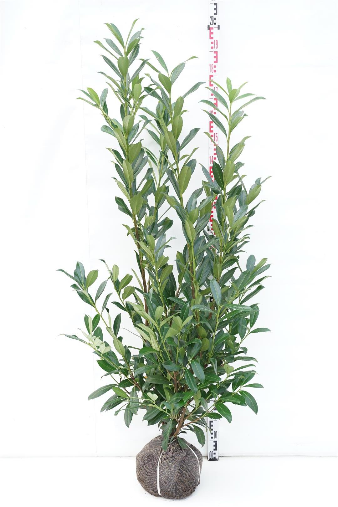 Prunus laurocerasus &