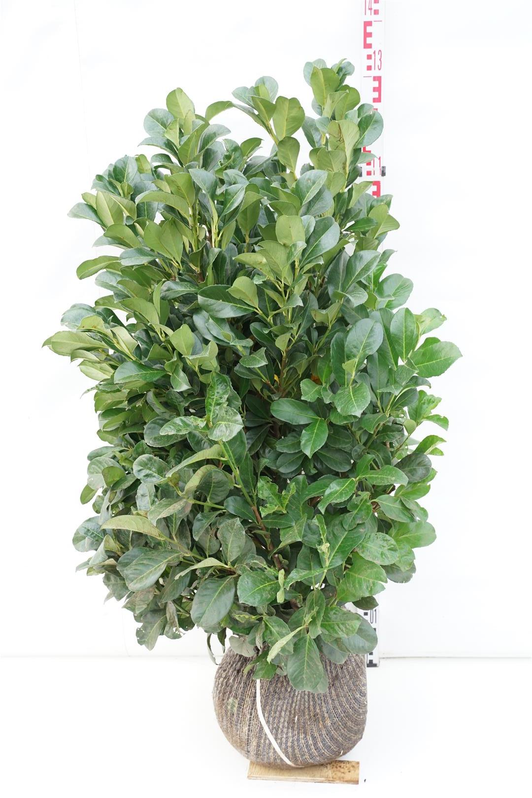 Prunus laurocerasus &