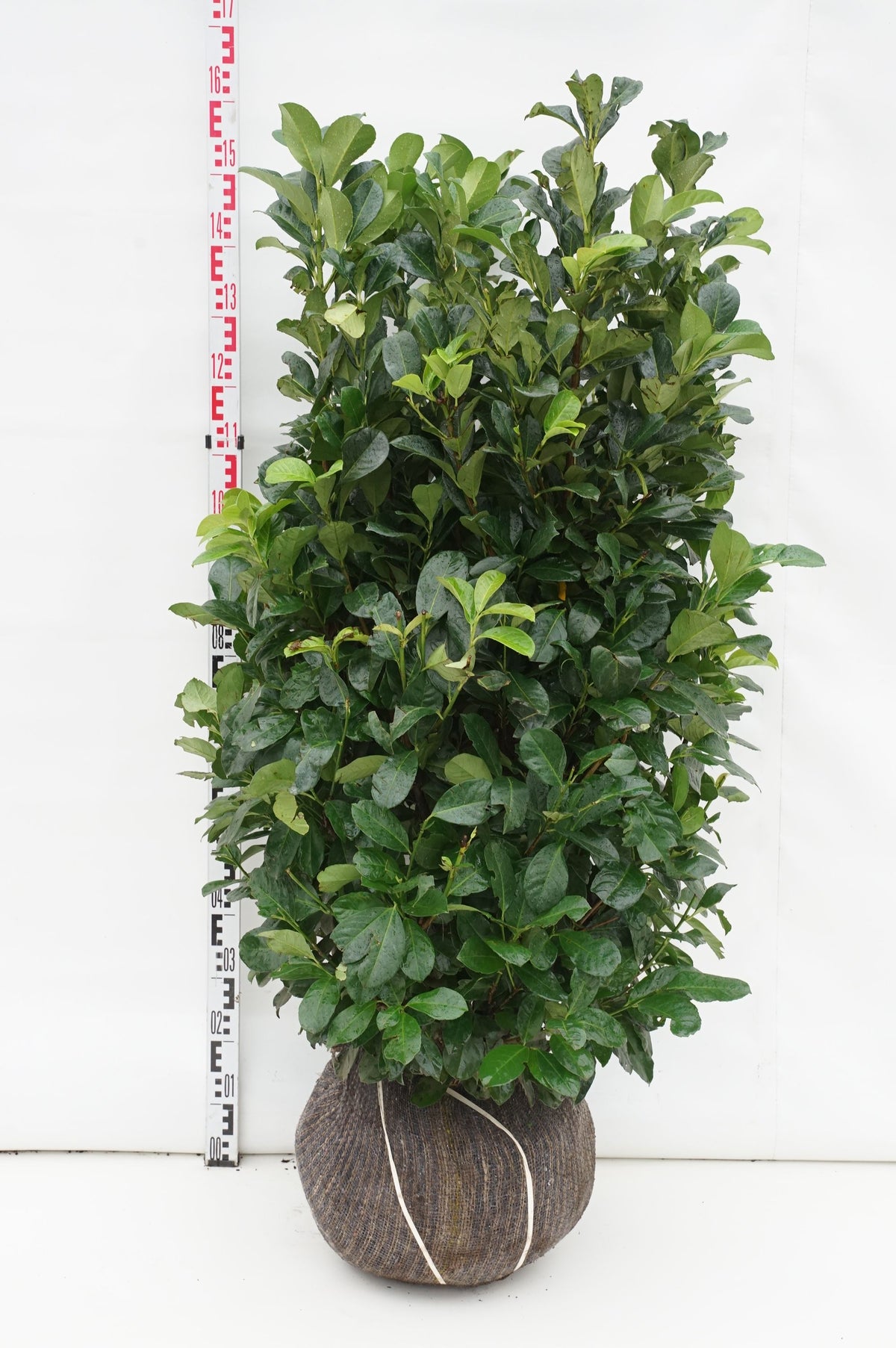 Prunus laurocerasus &