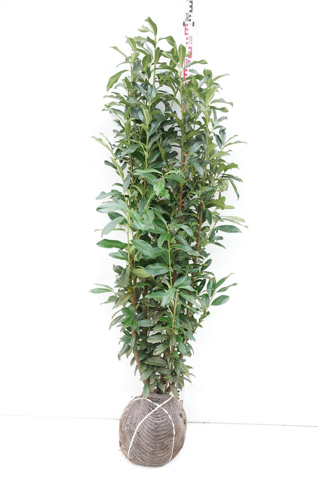 Prunus laurocerasus &
