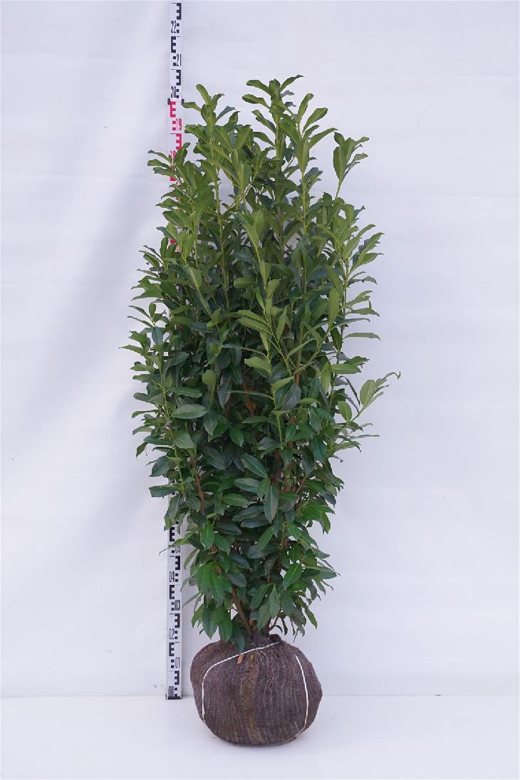Prunus laurocerasus &