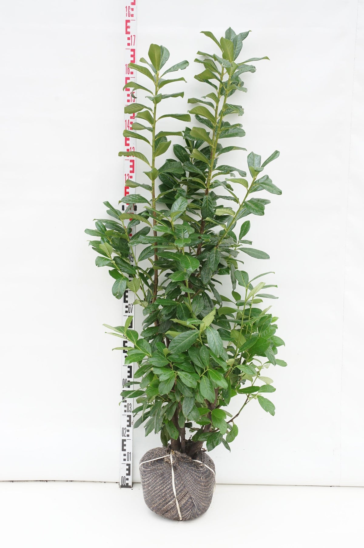 Prunus laurocerasus &