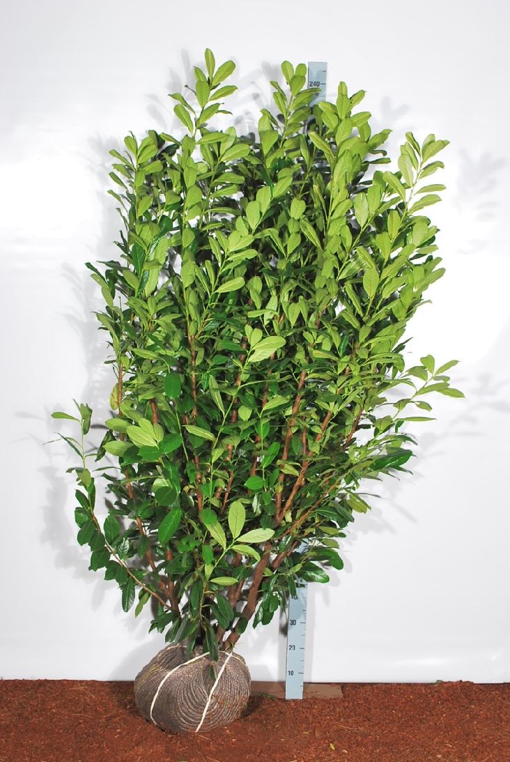 Prunus laurocerasus &