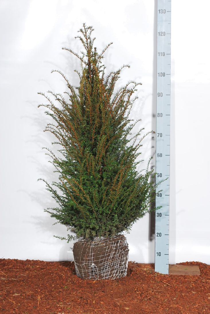 Taxus baccata 80-100 cm med rotklump