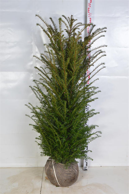Taxus baccata 120-140 cm med rotklump