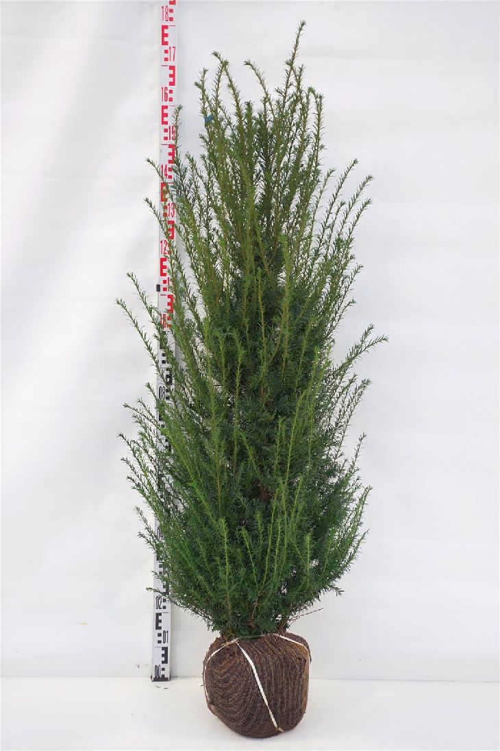 Taxus baccata 125-150 cm rotklump