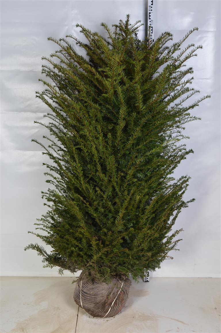 Taxus baccata 160-180 cm med rotklump