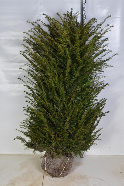 Taxus baccata 160-180 cm med rotklump